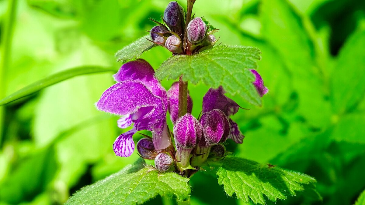 Цветёт яснотка - Милешкин Владимир Алексеевич Цветёт яснотка - Милешкин Владимир Алексеевич