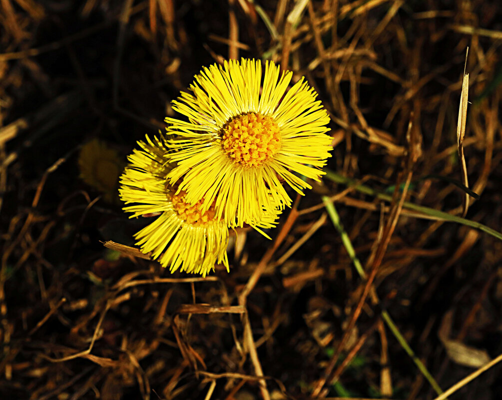 Май...Золотые монетки мать-и-мачехи! - Владимир 