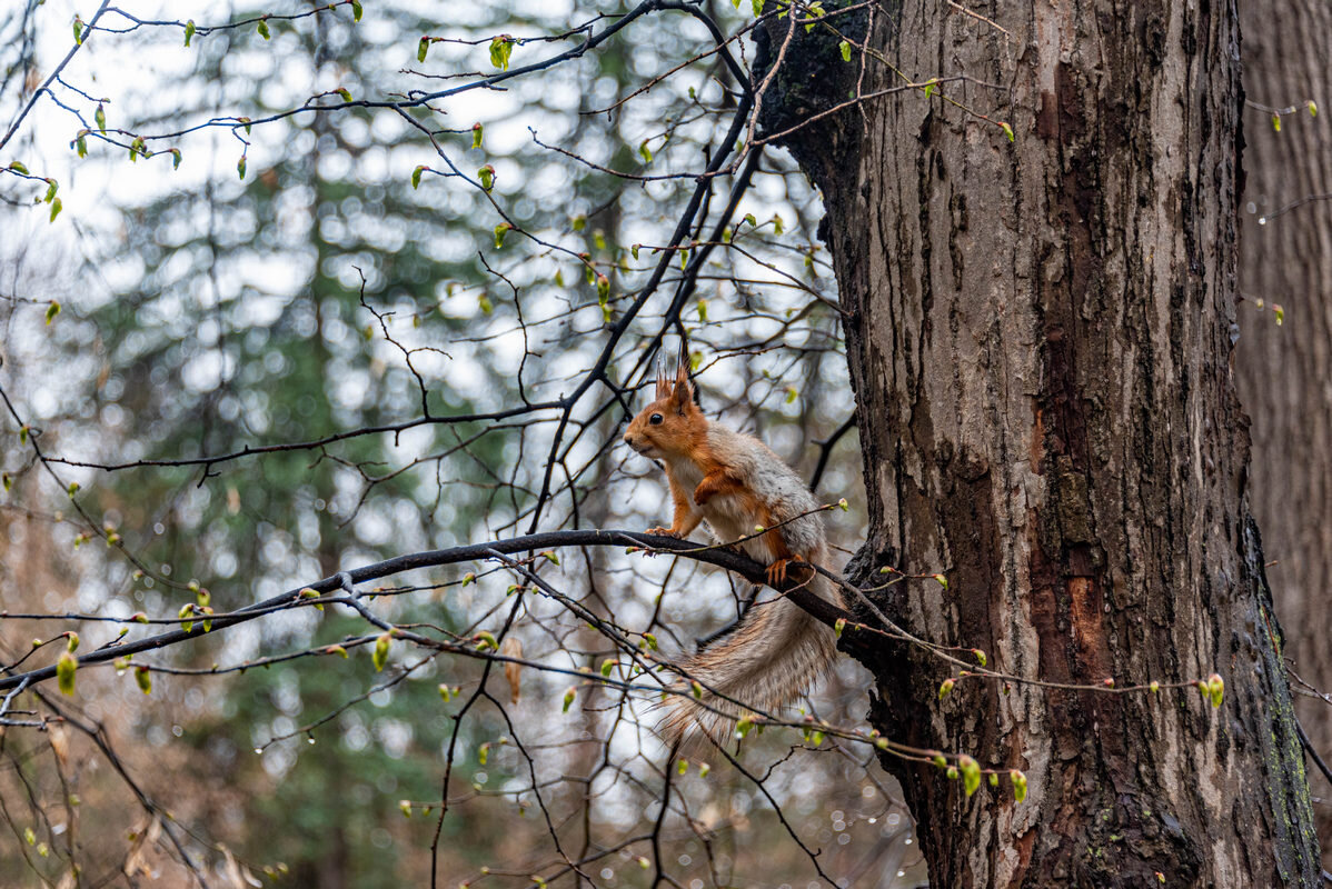 *** - Дмитрий Лупандин *** - Дмитрий Лупандин