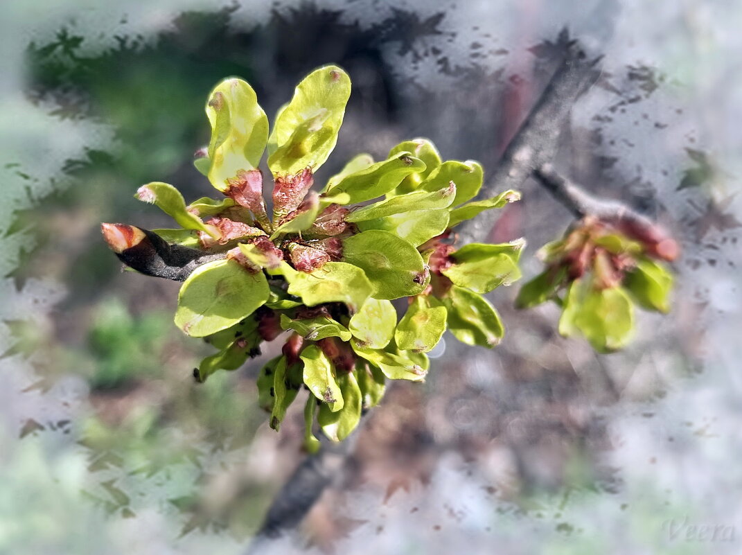 Молодые листочки вяза - Veera V Молодые листочки вяза - Veera V