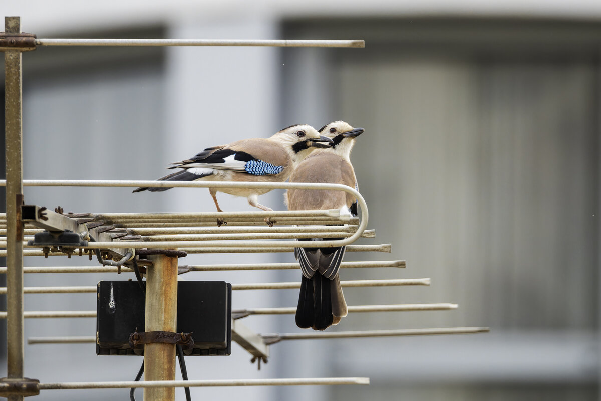 Сойки. - Alexander Amromin