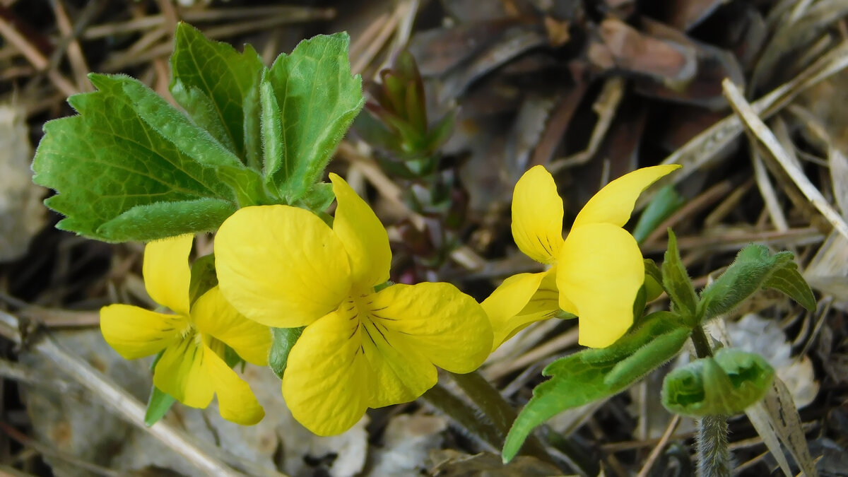 Фиалка примула лесная жёлтая - Владимир Кириченко