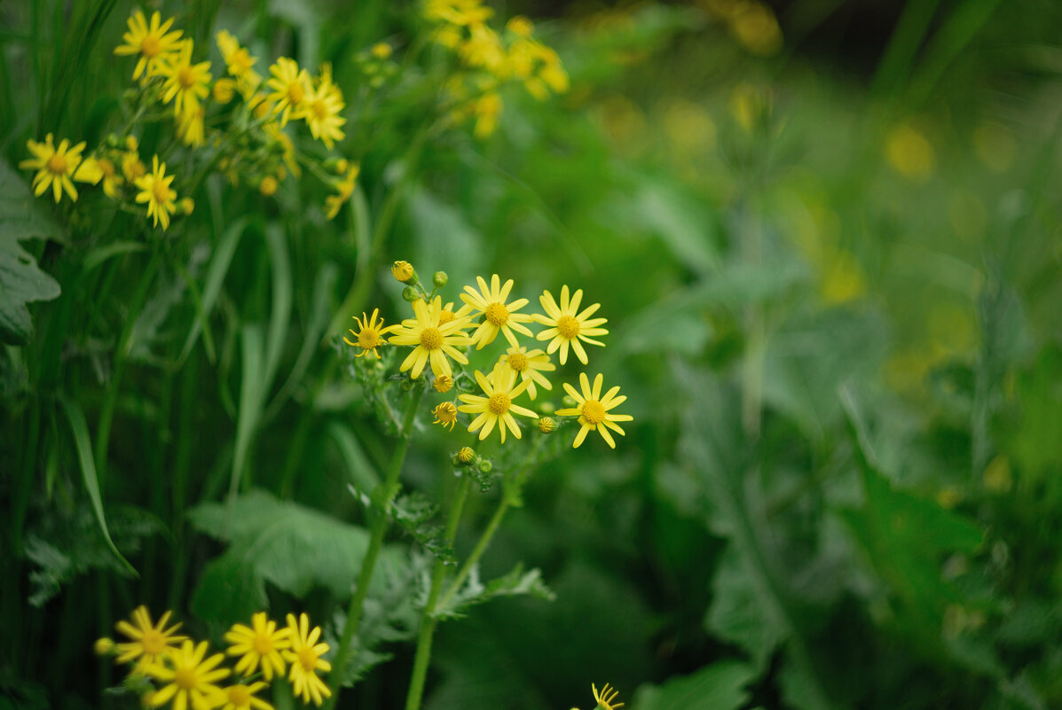 Зелено желтая полянка - Referee (Дмитрий) Зелено желтая полянка - Referee (Дмитрий)