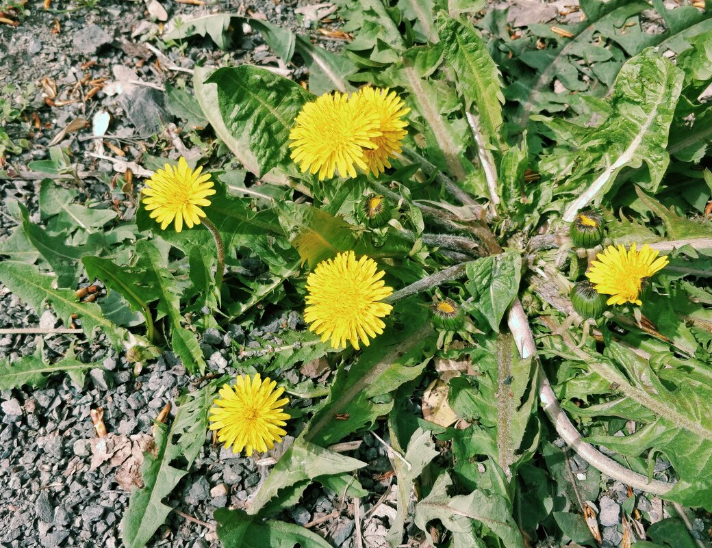 Одуванчики - Андрей Хлопонин Одуванчики - Андрей Хлопонин