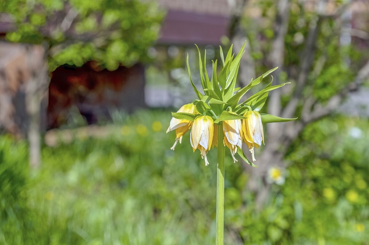 Красавец - Валерий Иванович