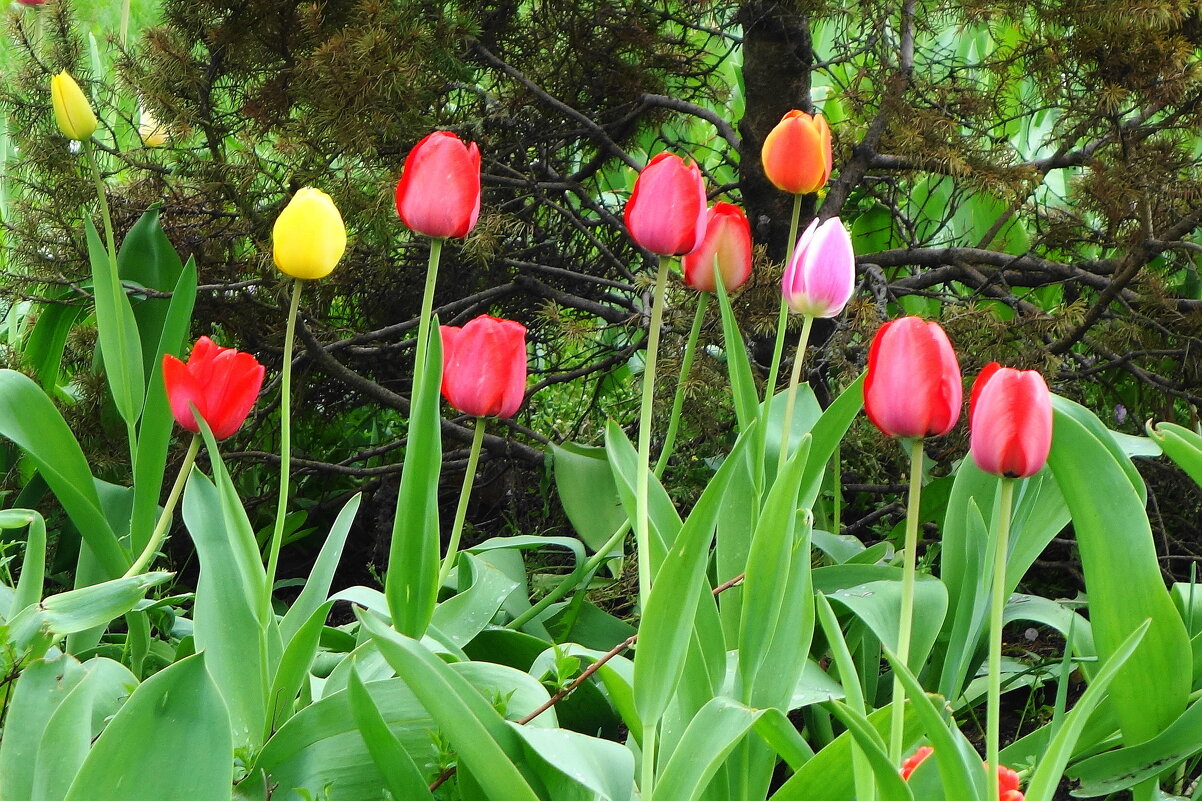 Тюльпаны - Рита Симонова