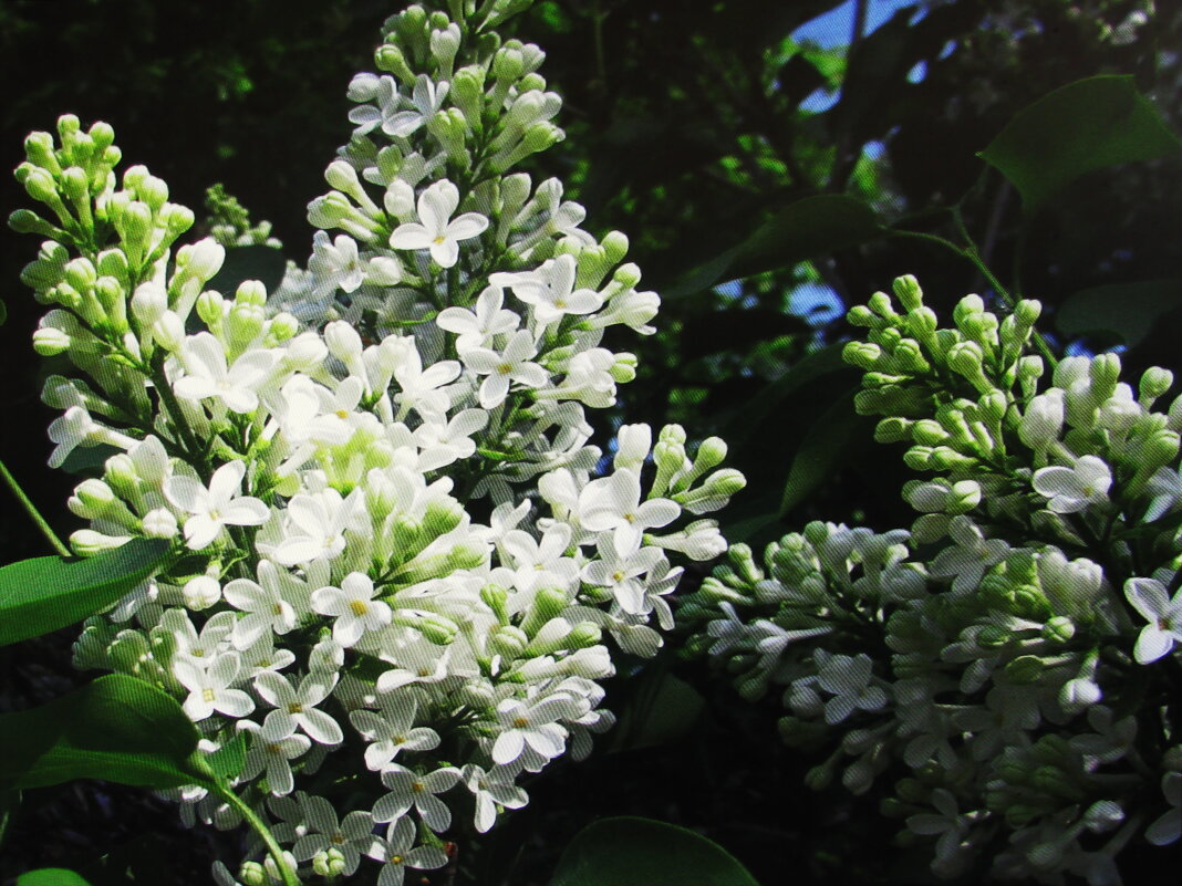 Белая сирень - Людмила Смородинская