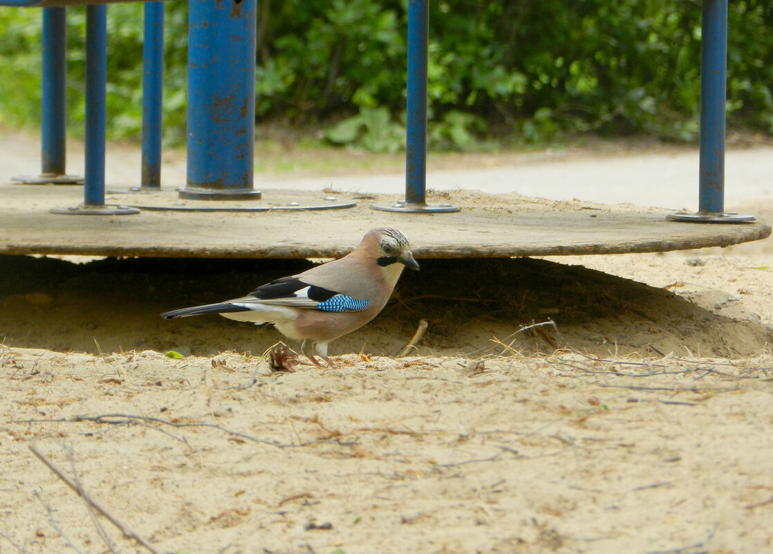 сойка - Лера сойка - Лера