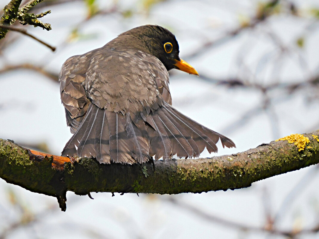 Самка чёрного дрозда - Лина Самка чёрного дрозда - Лина