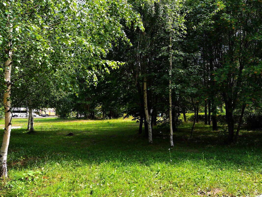 Чебоксары. Среди берёзок на лужайке в сквере им. Анатолия Потанина. - Пётр Чернега Чебоксары. Среди берёзок на лужайке в сквере им. Анатолия Потанина. - Пётр Чернега