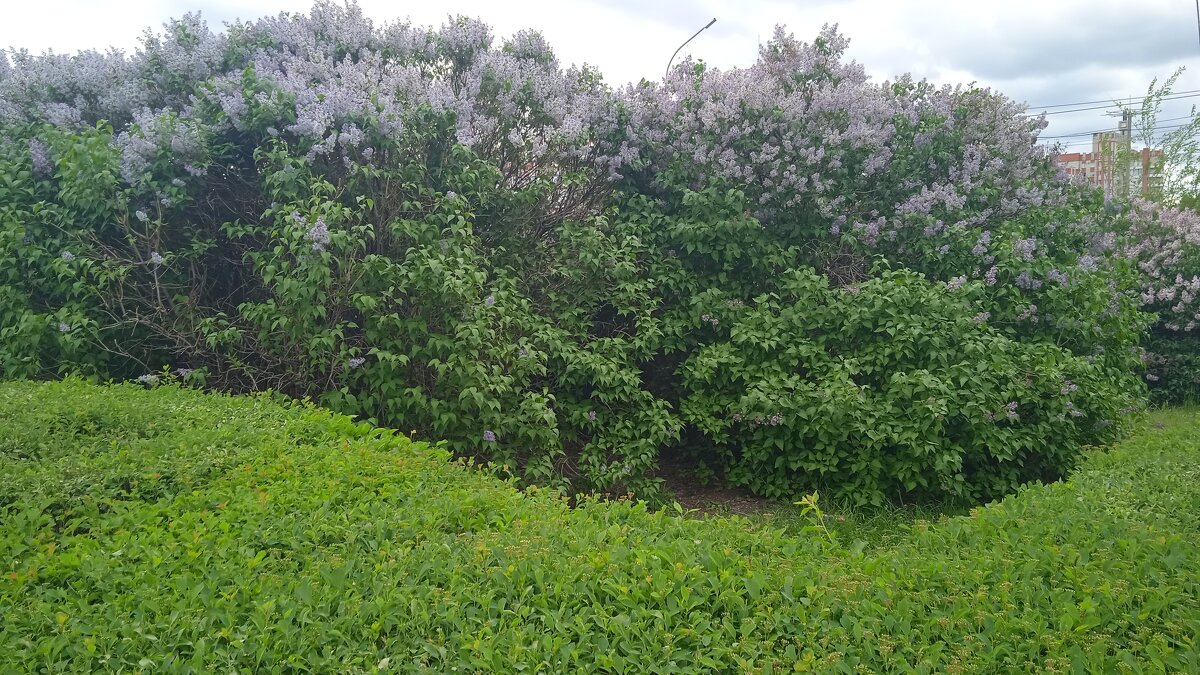 вот и май - Елена Шаламова