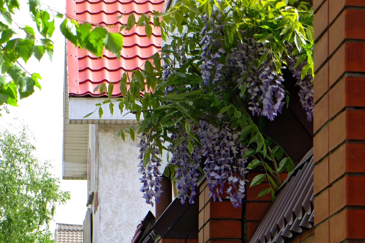 Скромная глициния, но какая же ароматная! - Татьяна Смоляниченко