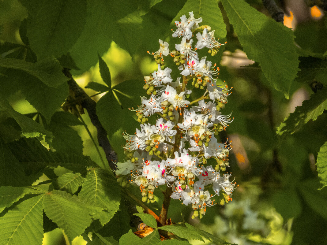 Каштан  цветёт - Валентин Семчишин