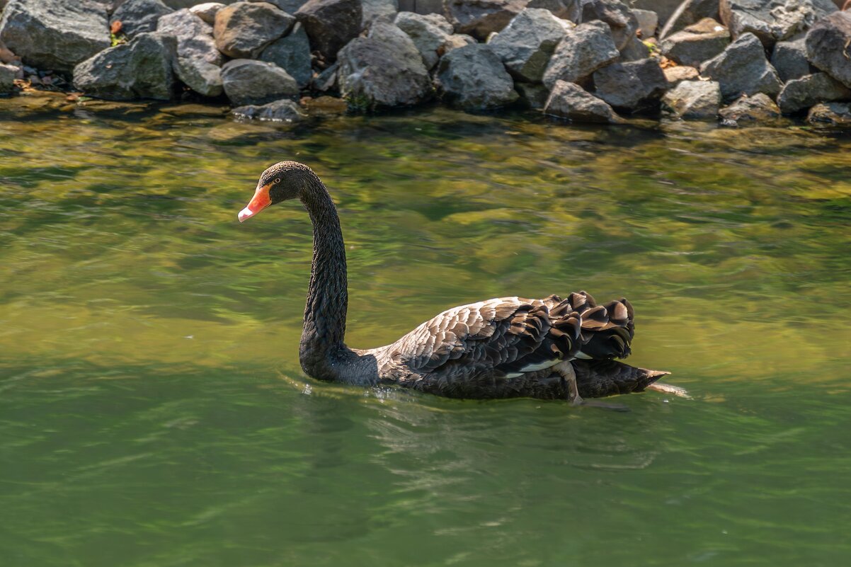 Черный лебедь - Игорь Сикорский