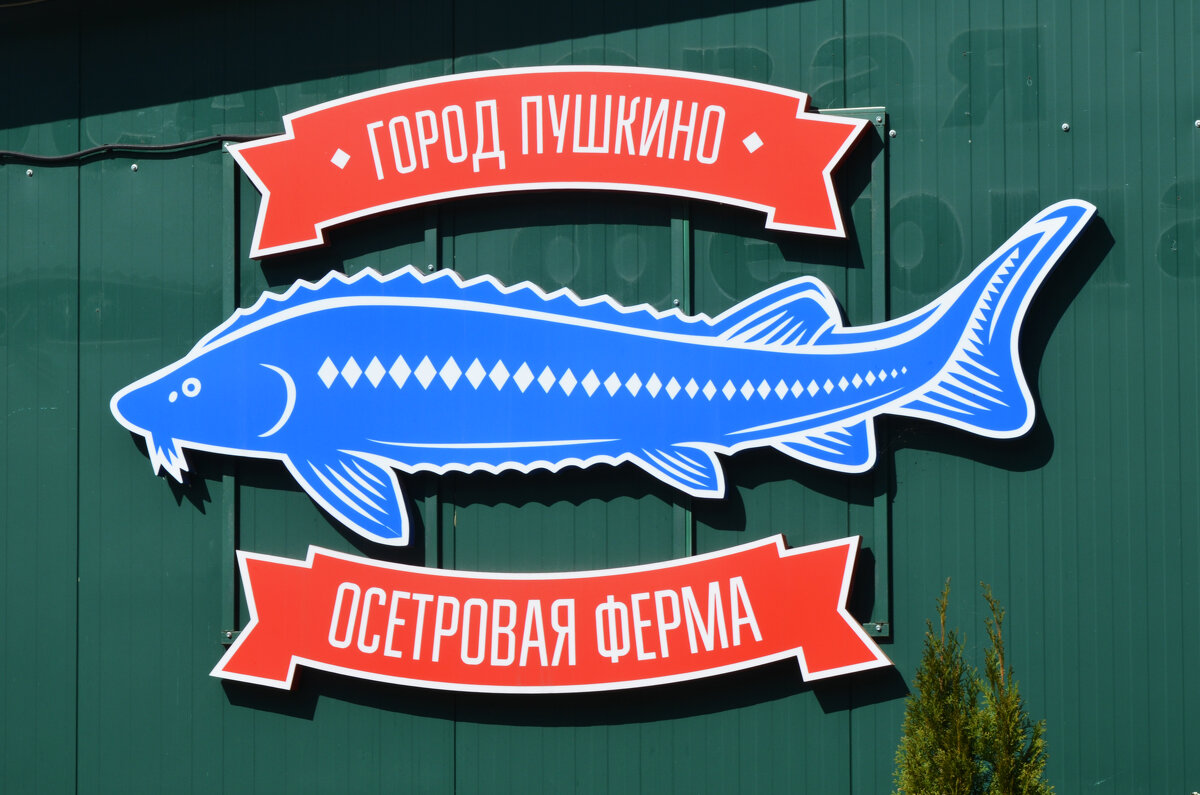 Московская область. г. Пушкино. Осетровая ферма. - Наташа ***** Московская область. г. Пушкино. Осетровая ферма. - Наташа *****