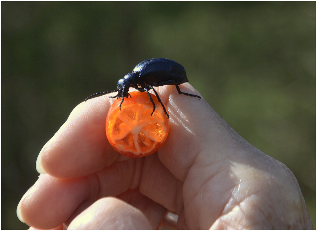 ..вкусняяяятина... - Aleksandr Gal