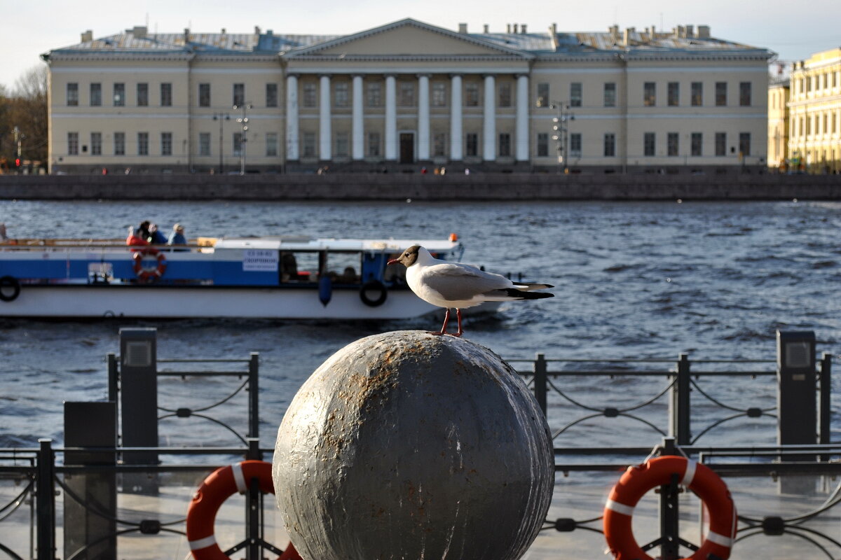 "Высоко сижу, Далеко гляжу!" - AleksSPb Лесниченко