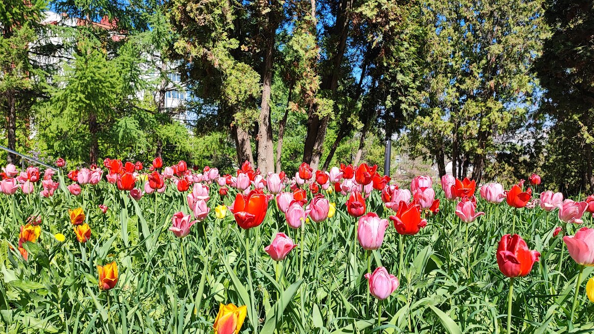 ,,, - Сергей Тимоновский