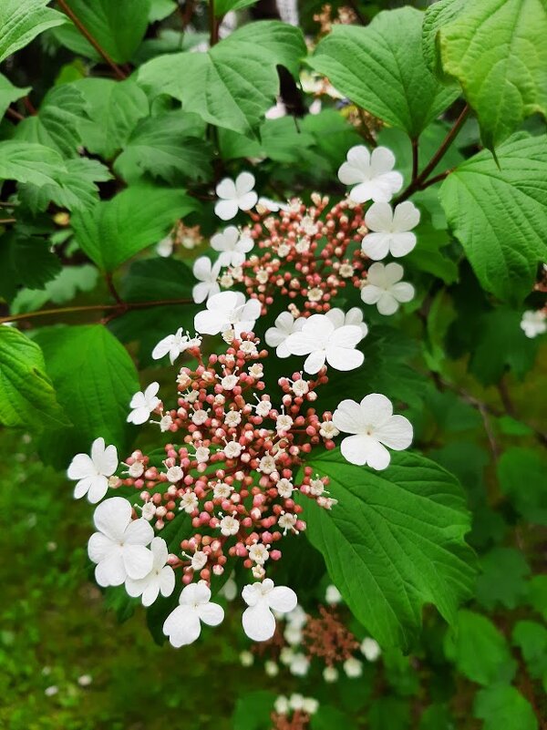 Калина обыкновенная - Tata Wolf