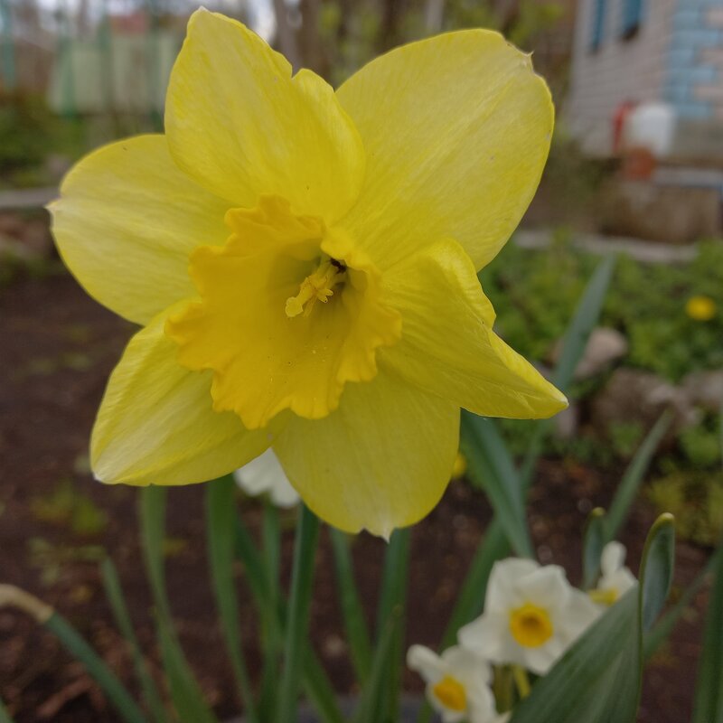 Нарцисс - BoxerMak Mak