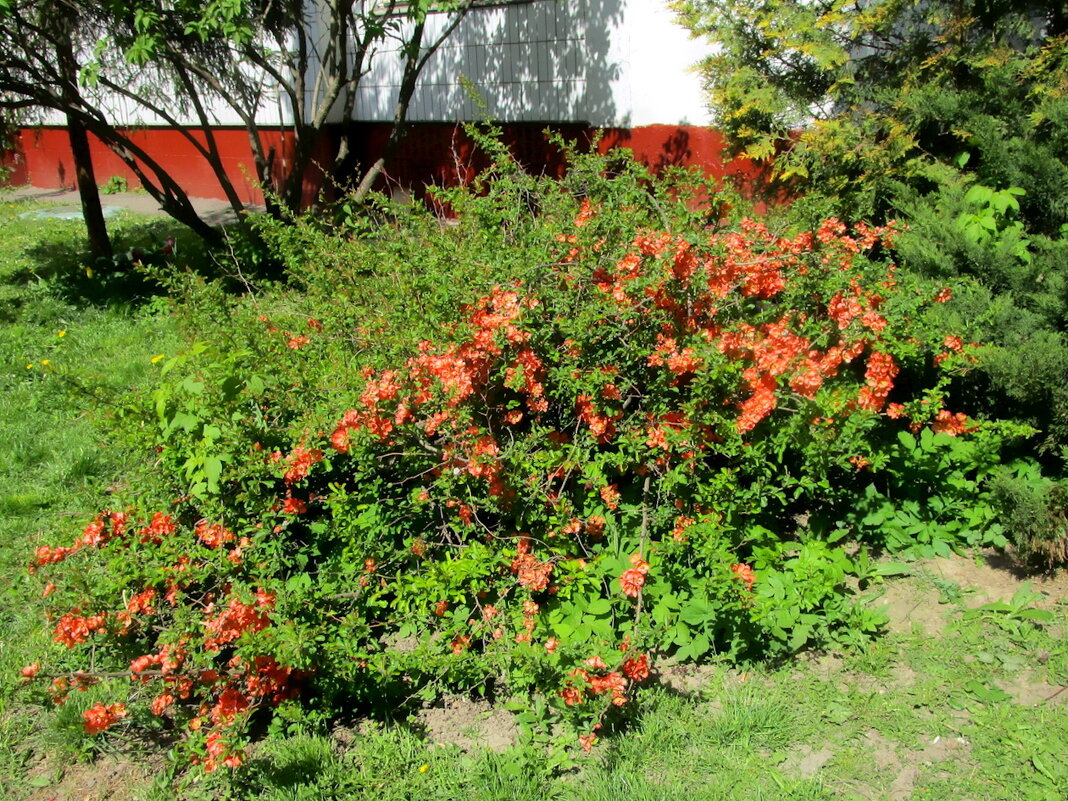 Краса газона. - Ольга Довженко