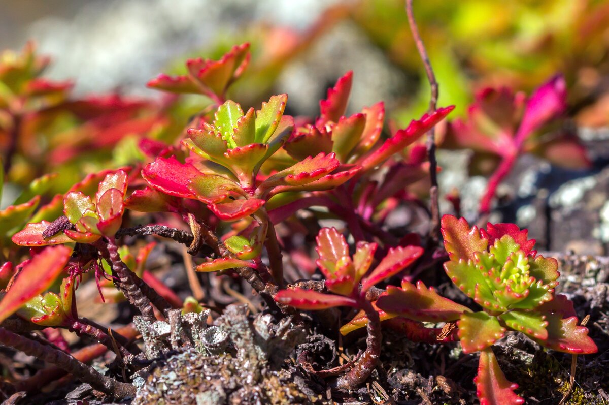 Краски лета. - Алексей Трухин Краски лета. - Алексей Трухин