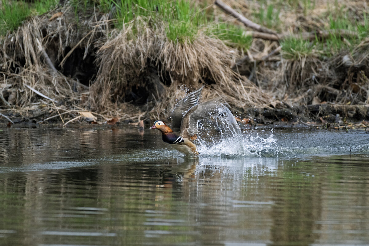 *** - Alexandr Khizhniak