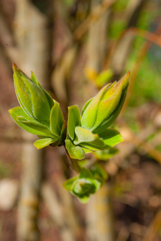 Сирень - Анастасия Логинова