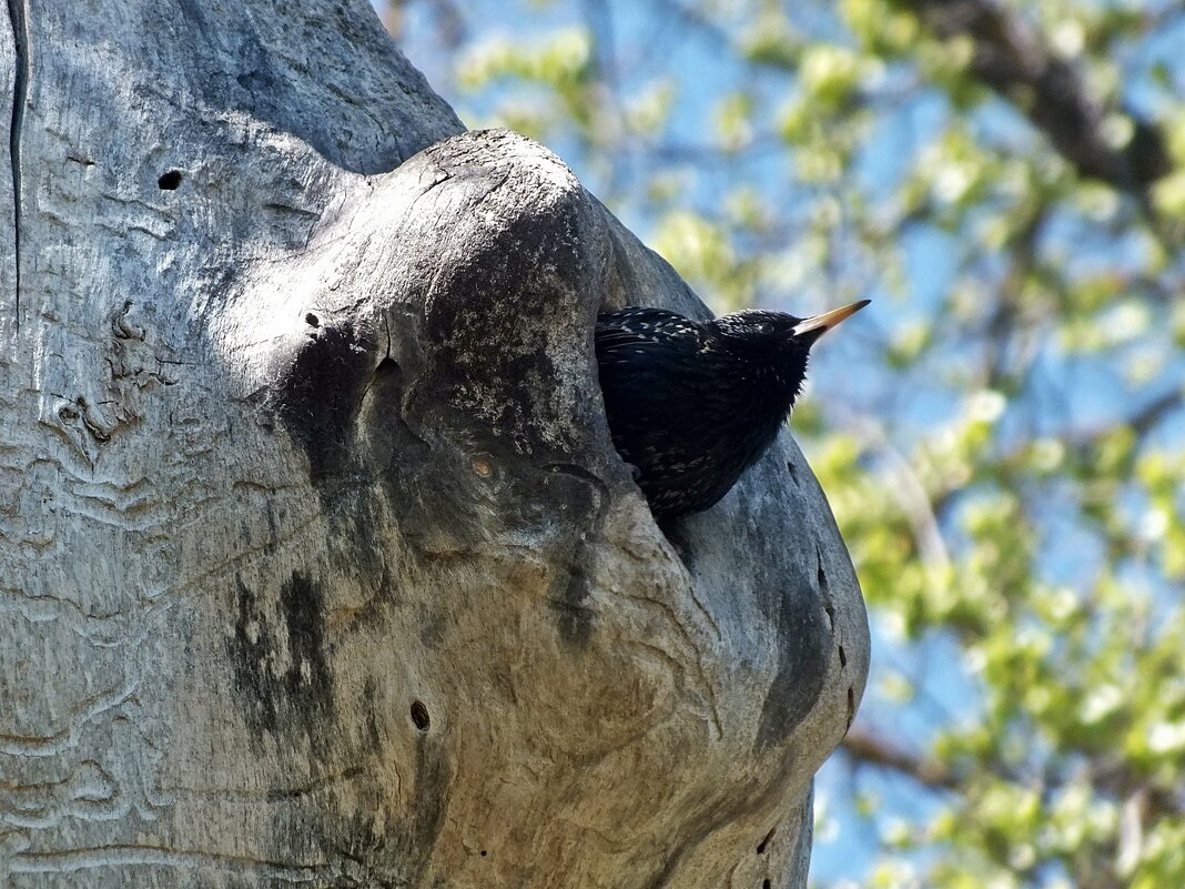 Скворушка - Зоя Мишина Скворушка - Зоя Мишина