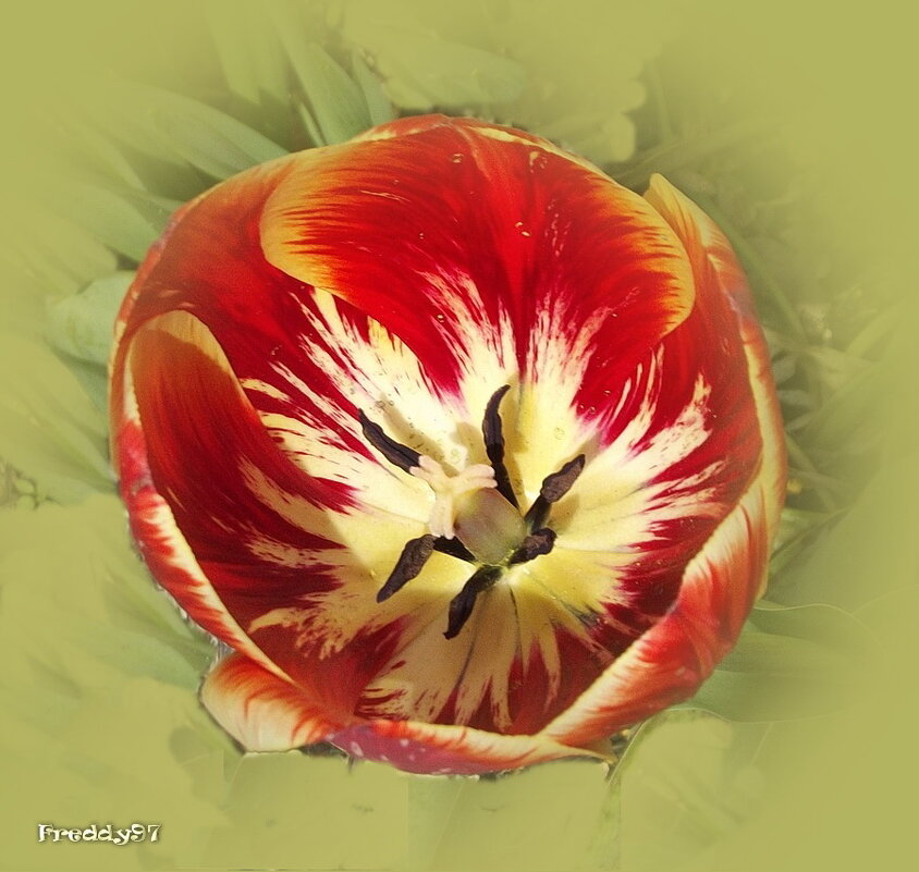 Тюльпан раскрылся... - Freddy 97