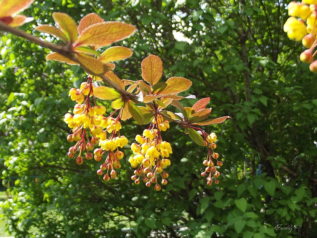 Янтарные подвески - Freddy 97 Янтарные подвески - Freddy 97