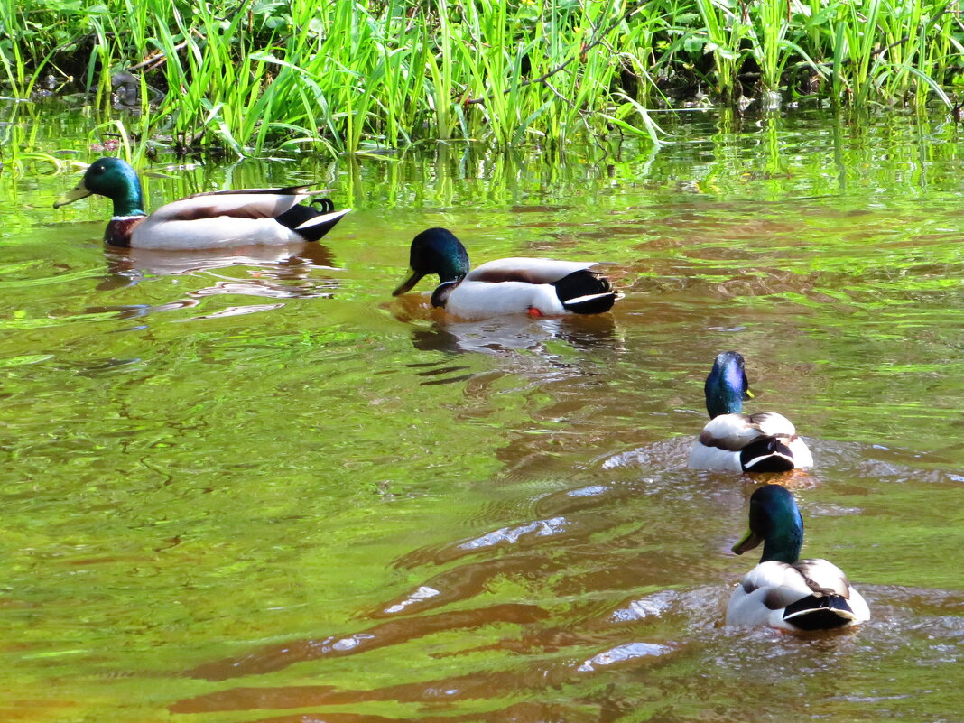 Караван селезней - Андрей Снегерёв