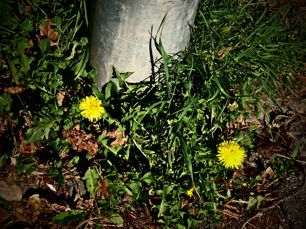 Весенние зарисовки 118 - Алексей Кузнецов