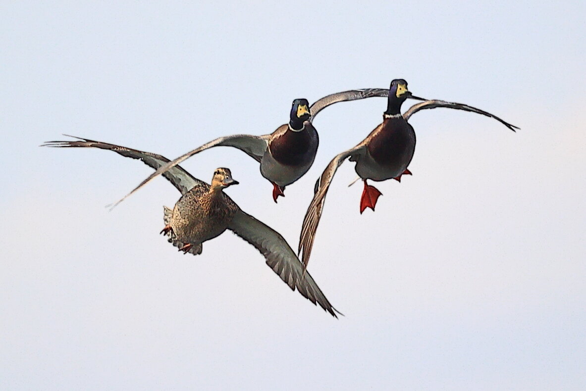 Ещё раз про любовь - Владилен Панченко