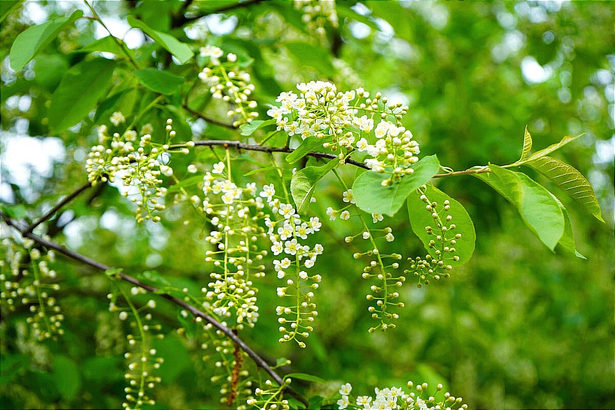 Черёмухи цвет - Татьяна Тюменка