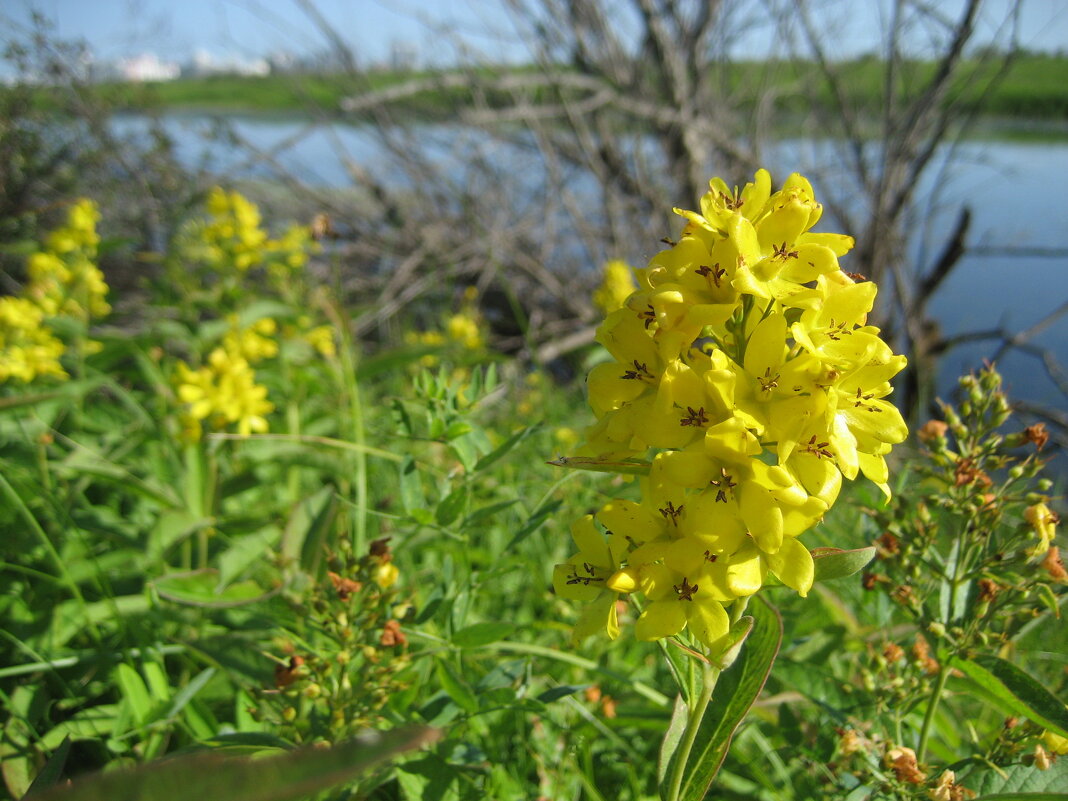 Вербейник - Anna Ivanova