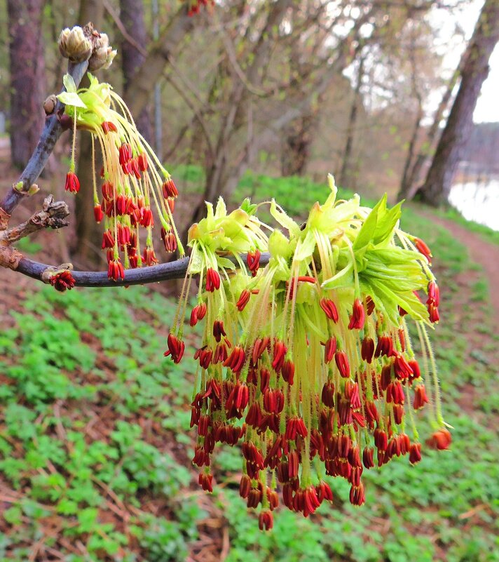 Подвески весны - Андрей Снегерёв Подвески весны - Андрей Снегерёв