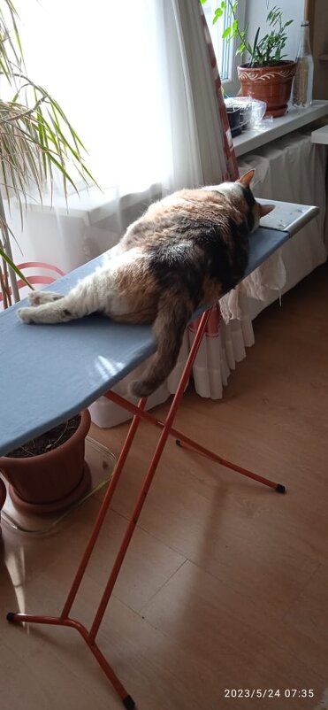 Кошка Мыша - Алевтина 