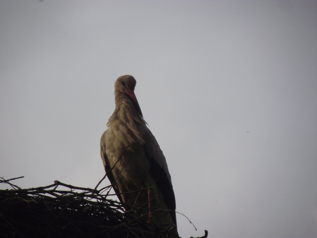 Весенний страж - Александръ Весенний страж - Александръ