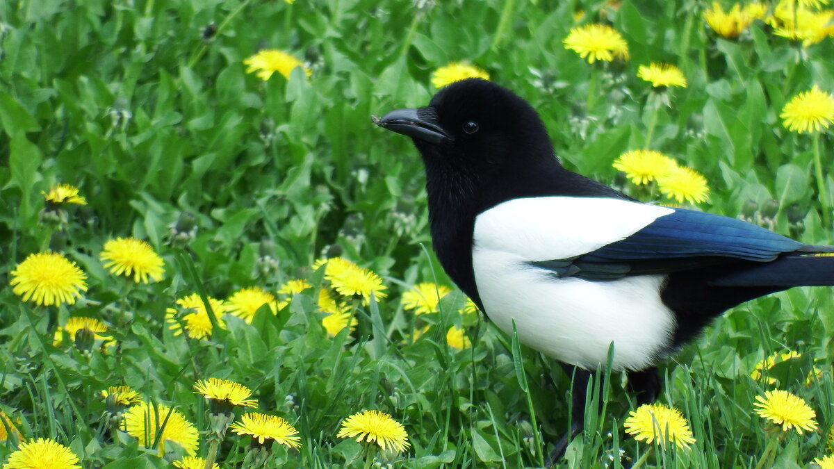 Птенец сороки поймал насекомое - Вик Токарев