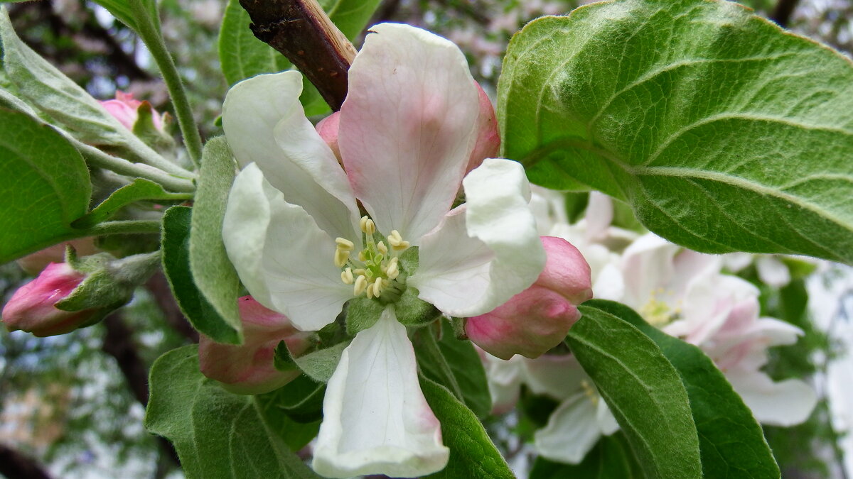Яблоня цветет . - Вик Токарев