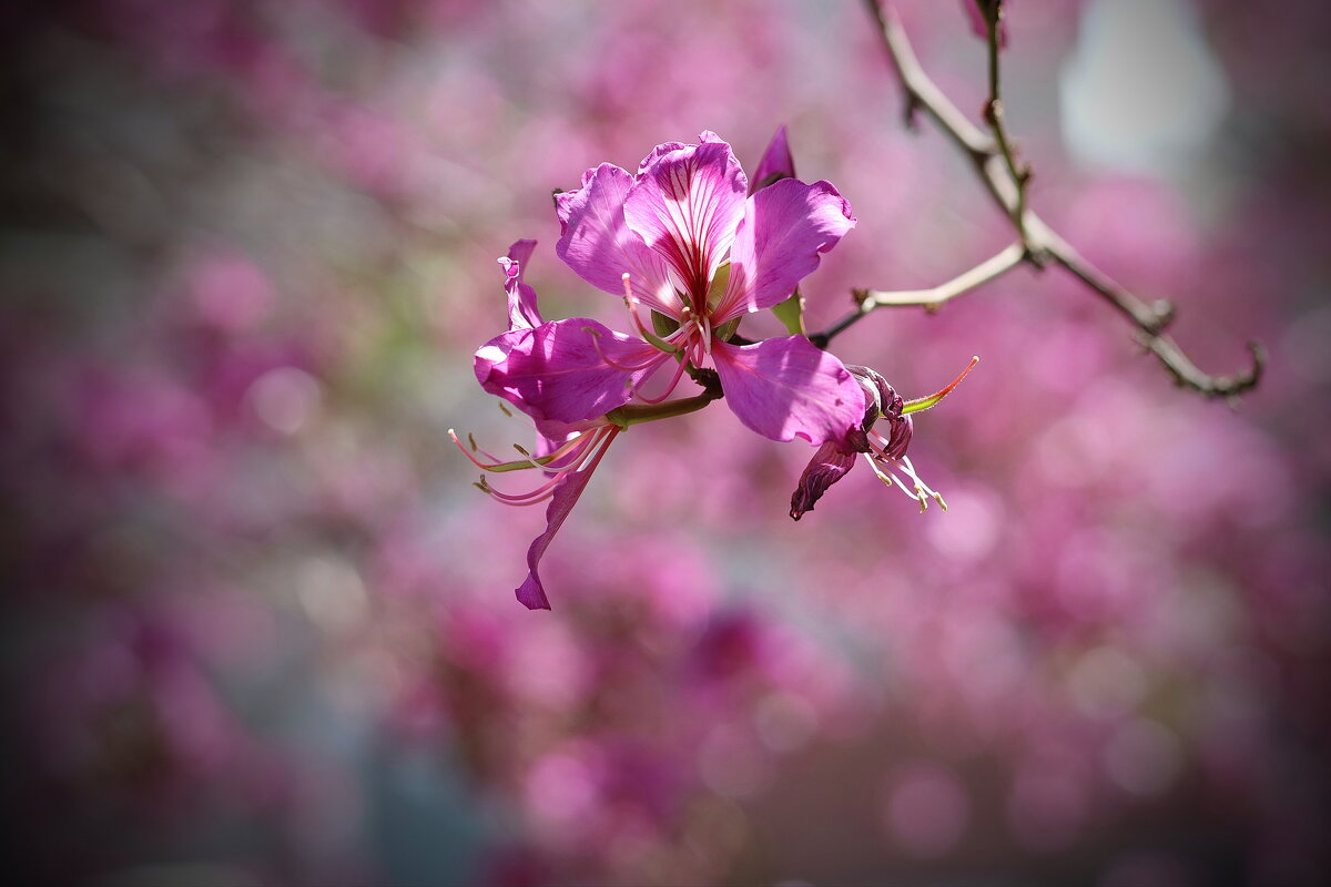 Орхидейное дерево. - Оля Богданович