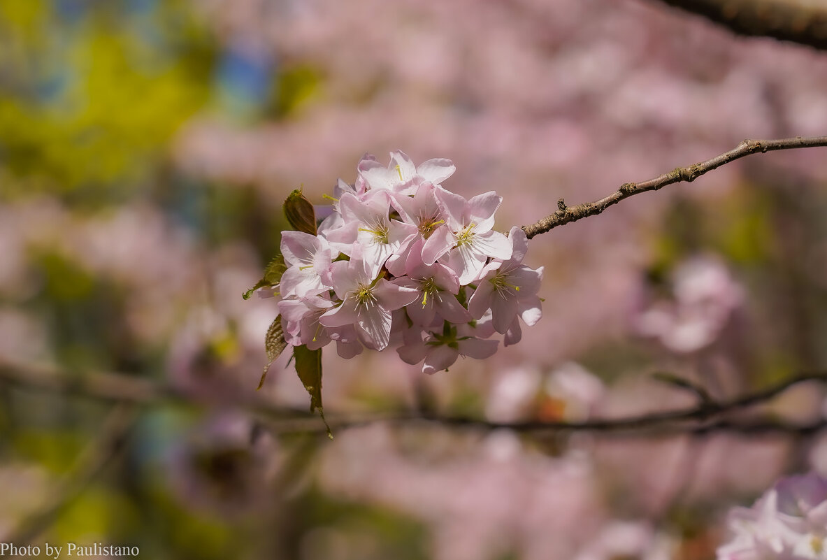 Цветущий апрель... - Владимир Жданов Цветущий апрель... - Владимир Жданов