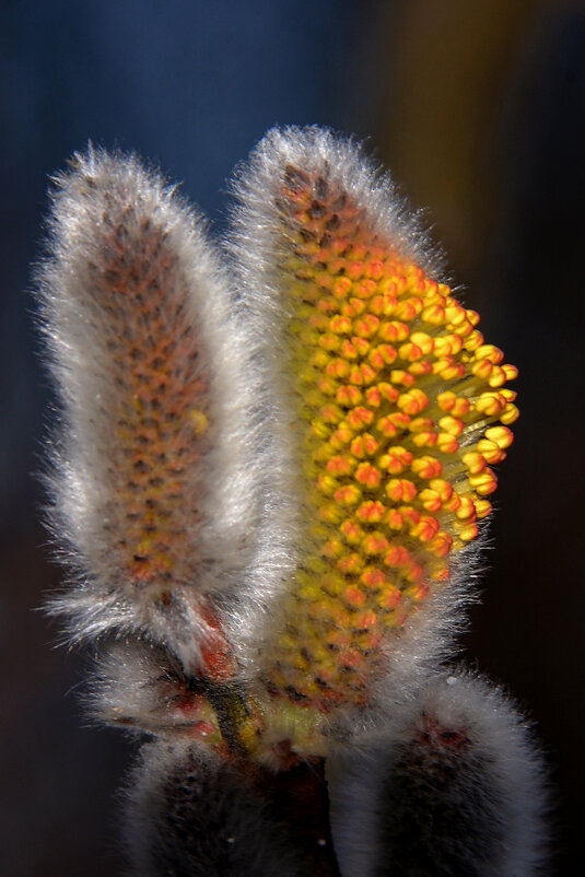 Цветет верба - alex graf