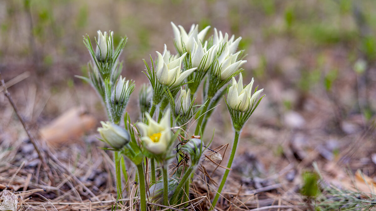 Прострел желтеющий - Вадим Басов
