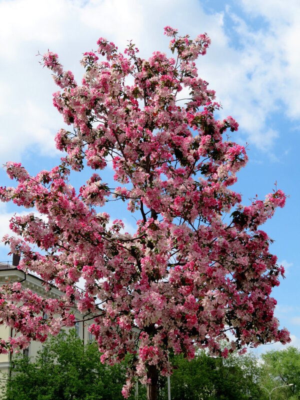 Цветущий май. - Егор Бабанов Цветущий май. - Егор Бабанов