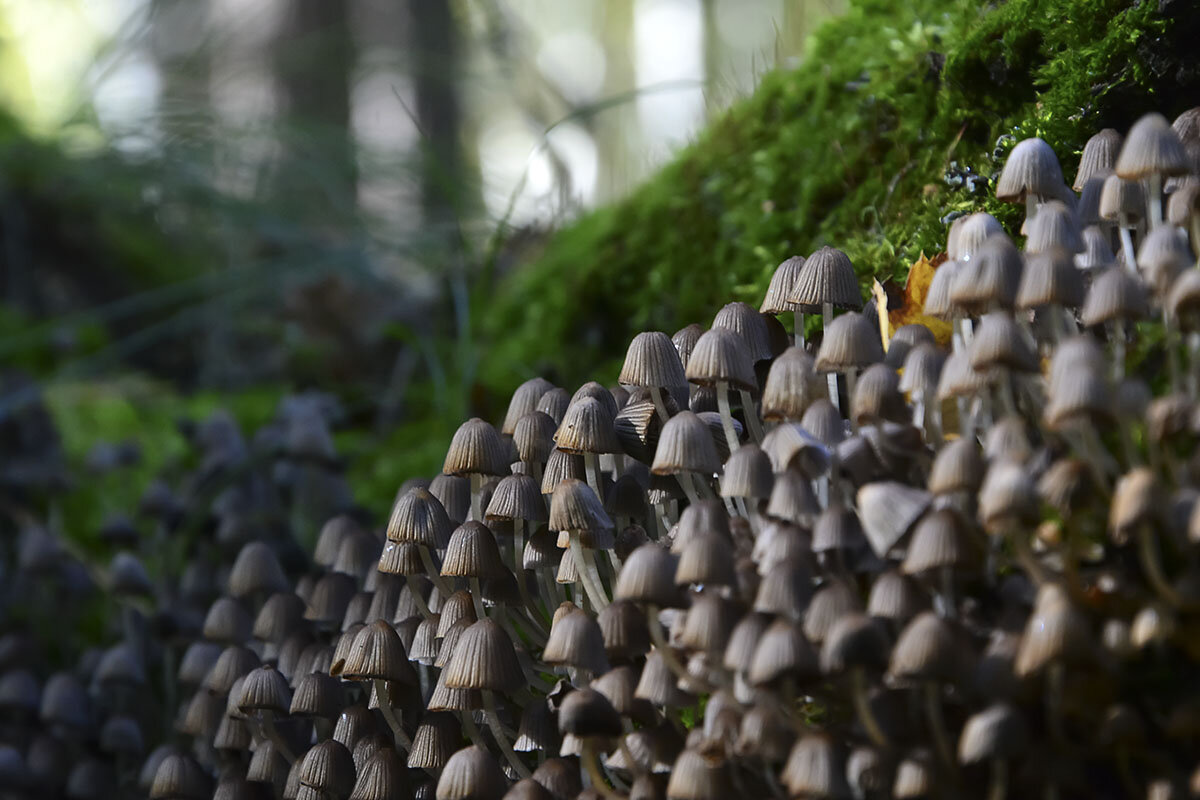 Большая  семья - Геннадий Супрун
