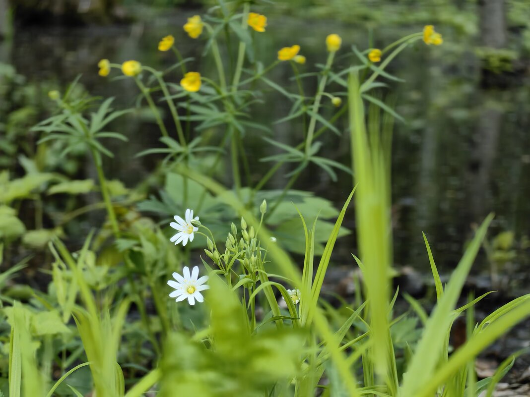Наконец-то, весна - Светлана 13.06. Наконец-то, весна - Светлана 13.06.
