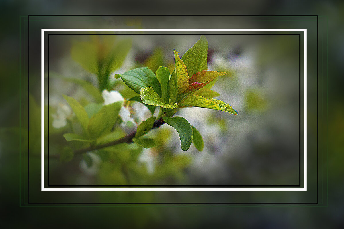 Зарисовка с веткой клёна - Владимир Кроливец Зарисовка с веткой клёна - Владимир Кроливец