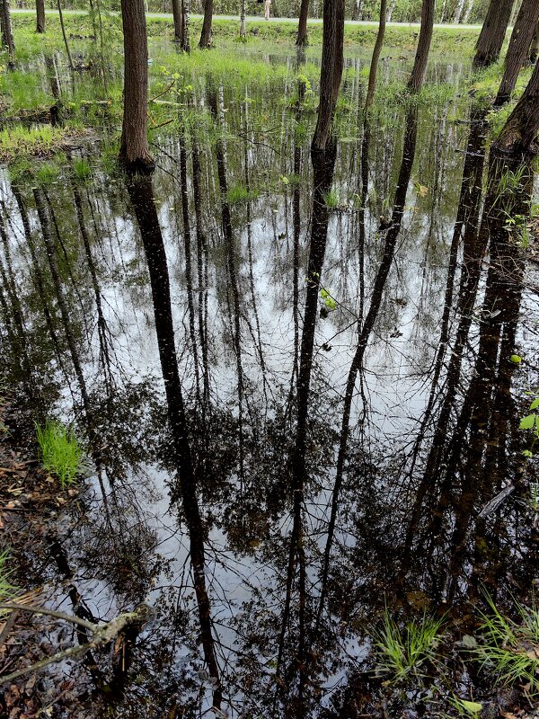 Девственный лес. - Светлана 13.06.